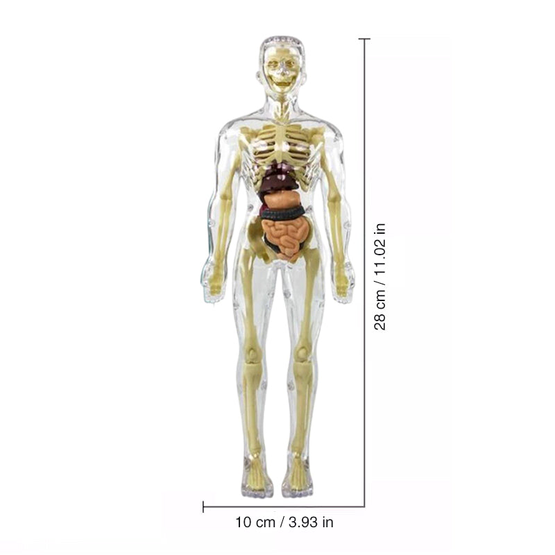 3D model trupa človeškega telesa za otroke, model anatomije okostja