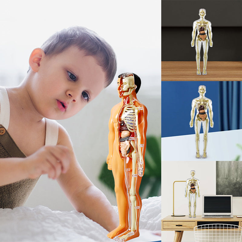 3D model trupa človeškega telesa za otroke, model anatomije okostja